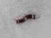 Lymantriinae inconnu
